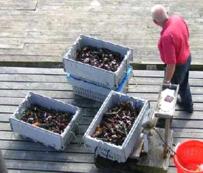Weighing the Catch